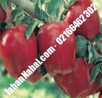نهال سیب اصلاح شده پایه رویشی گلدانی | ۰۹۲۱۱۶۰۰۳۹۵ مهندس خانی | خرید نهال سیب اصلاح شده پایه رویشی گلدانی | فروش نهال سیب اصلاح شده پایه رویشی گلدانی | قیمت نهال سیب اصلاح شده  پایه رویشی گلدانی