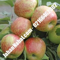 نهال سیب صادراتی پایه رویشی گلدانی | 09211600395 مهندس خانی | خرید نهال سیب صادراتی پایه رویشی گلدانی | فروش نهال سیب صادراتی