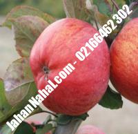 نهال سیب فوجی گلدانی | ۰۹۲۱۱۶۰۰۳۹۵ مهندس خانی | خرید نهال سیب فوجی گلدانی | فروش نهال فوجی سیب  گلدانی | قیمت نهال فوجی سیب  گلدانی