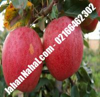 نهال سیب گالا گلدانی | ۰۹۲۱۱۶۰۰۳۹۵ مهندس خانی | خرید نهال سیب گالا گلدانی | فروش نهال سیب گالا گلدانی | قیمت نهال سیب گالا گلدانی
